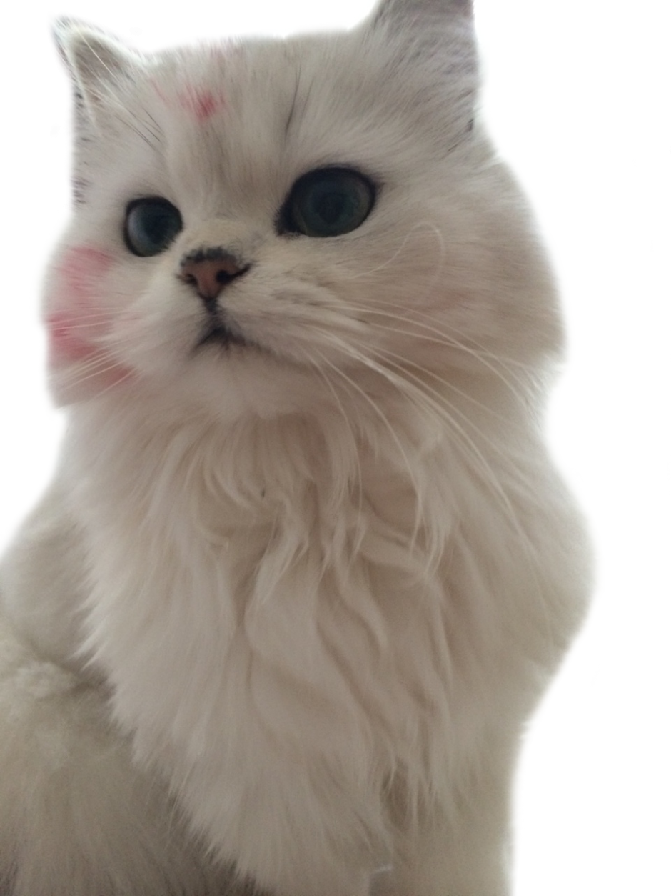 Милые котики с розовыми щечками