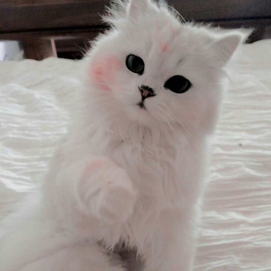Злой белый кот