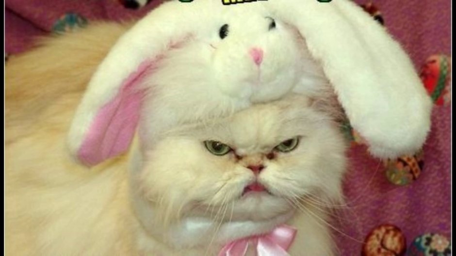 Кот в шапке кролика