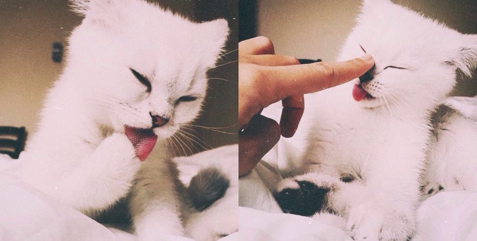 Котята сохраненки