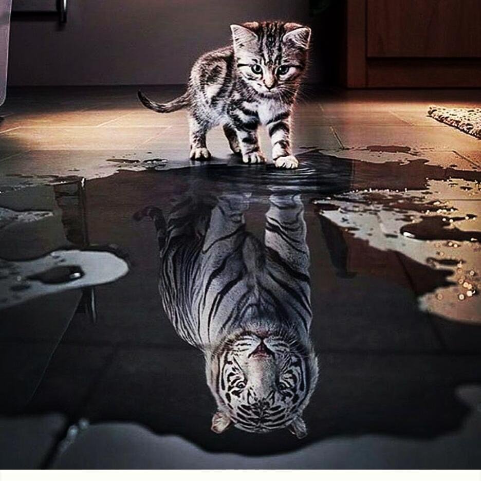 Отражение котенка в луже тигр