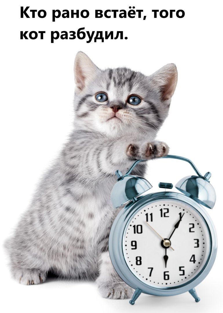 Пожелания с добрым утром с кошками