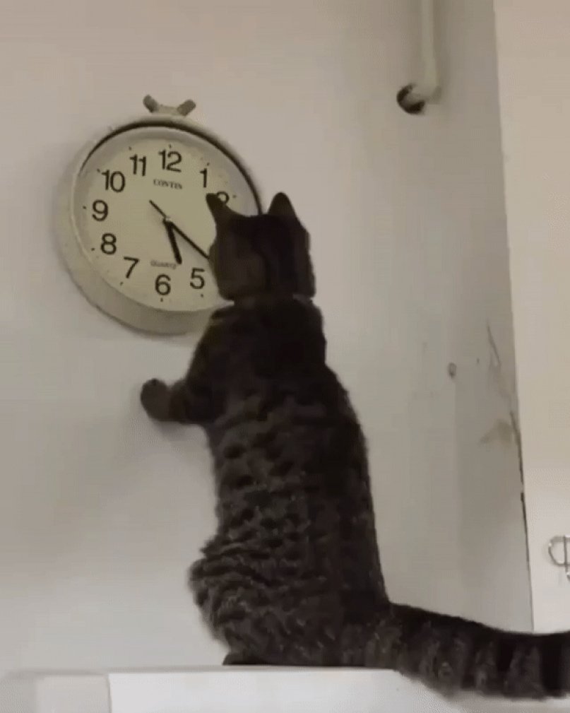 Кот и часы