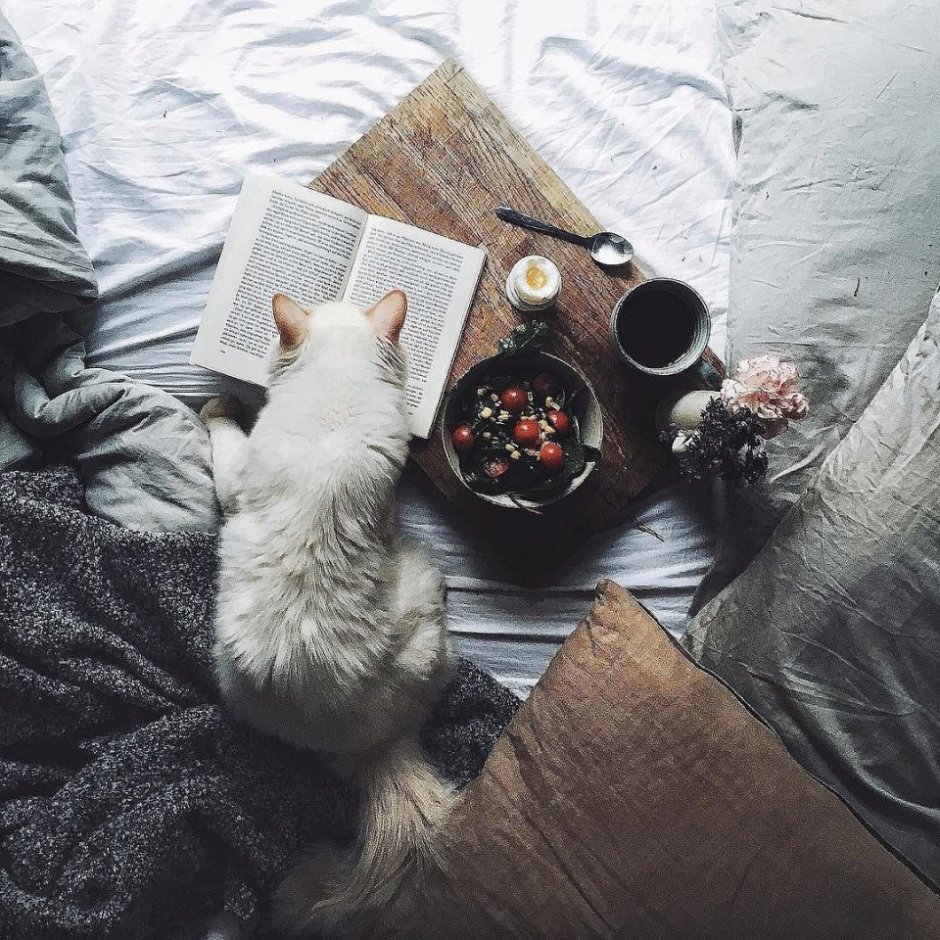 Кот с инстаграмма