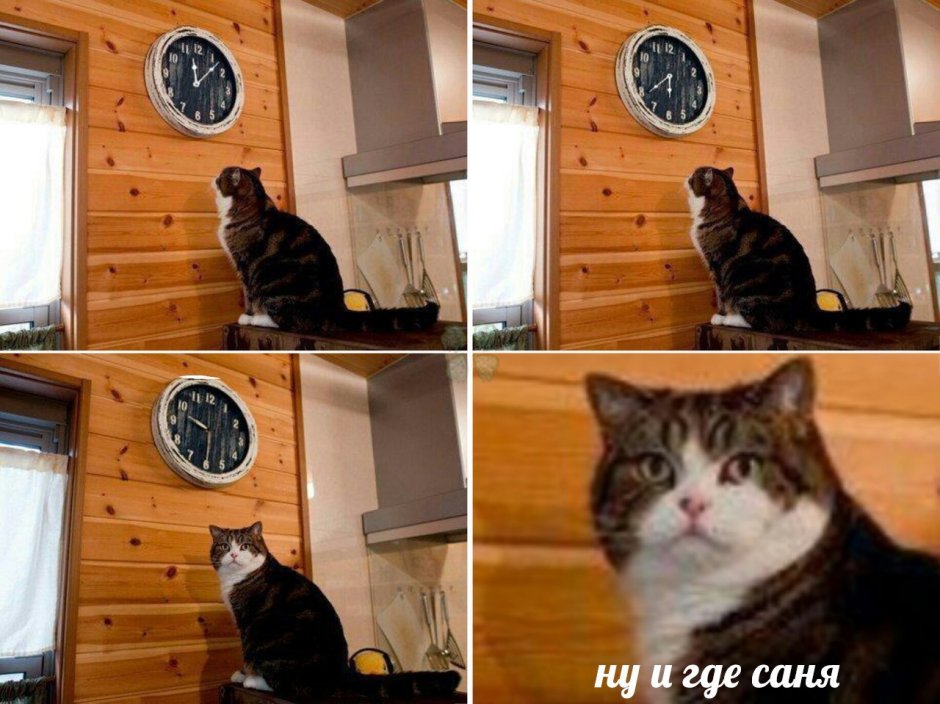 О нет кажется я опоздал кот