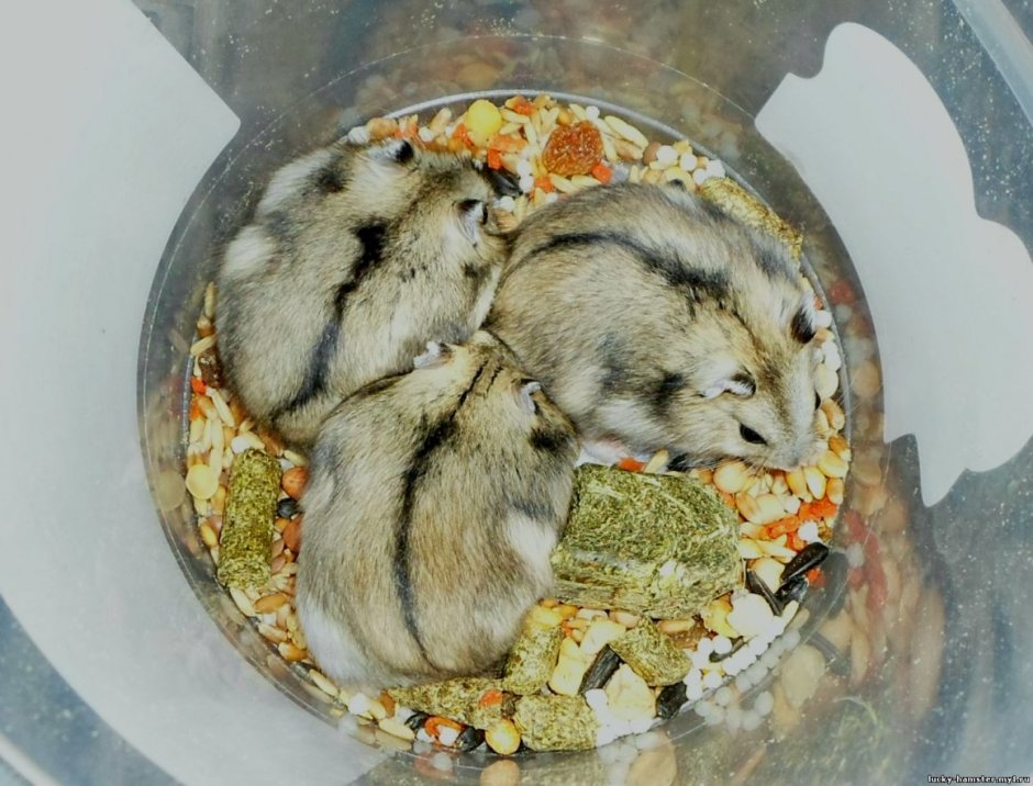 Джунгарский хомяк окрасы