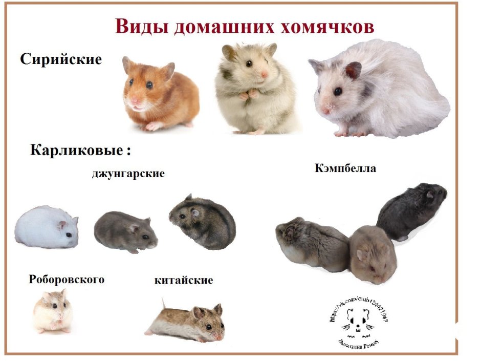Хомяк Кэмпбелла отличие от джунгарика