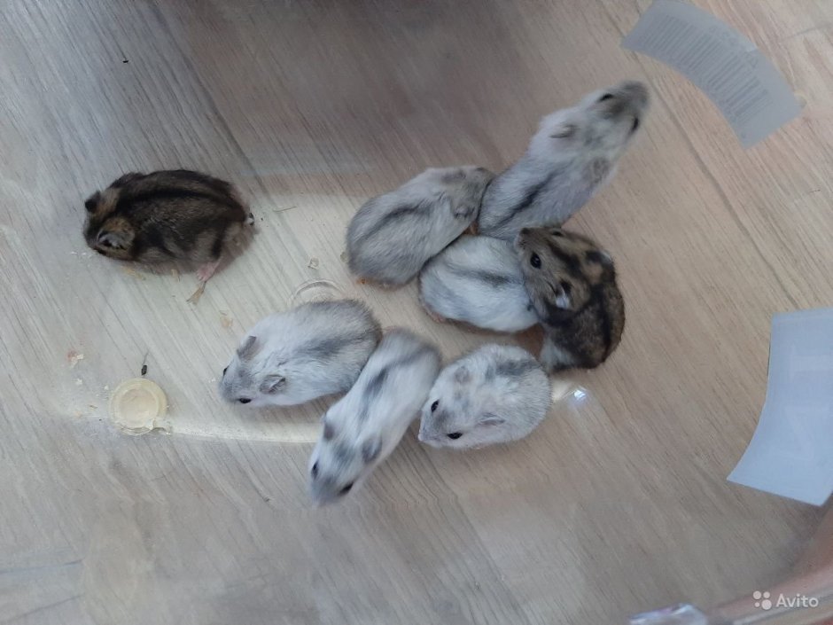 Хомяк джунгарский шиншилловый