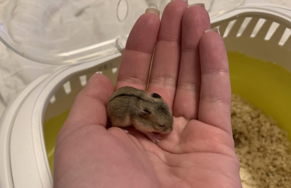 Взрослый джунгарский хомяк