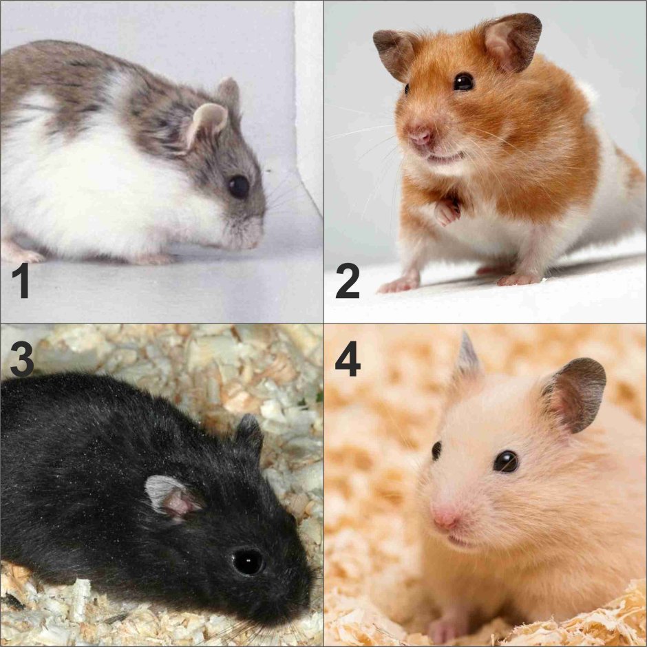 Сирийский хомяк расцветки