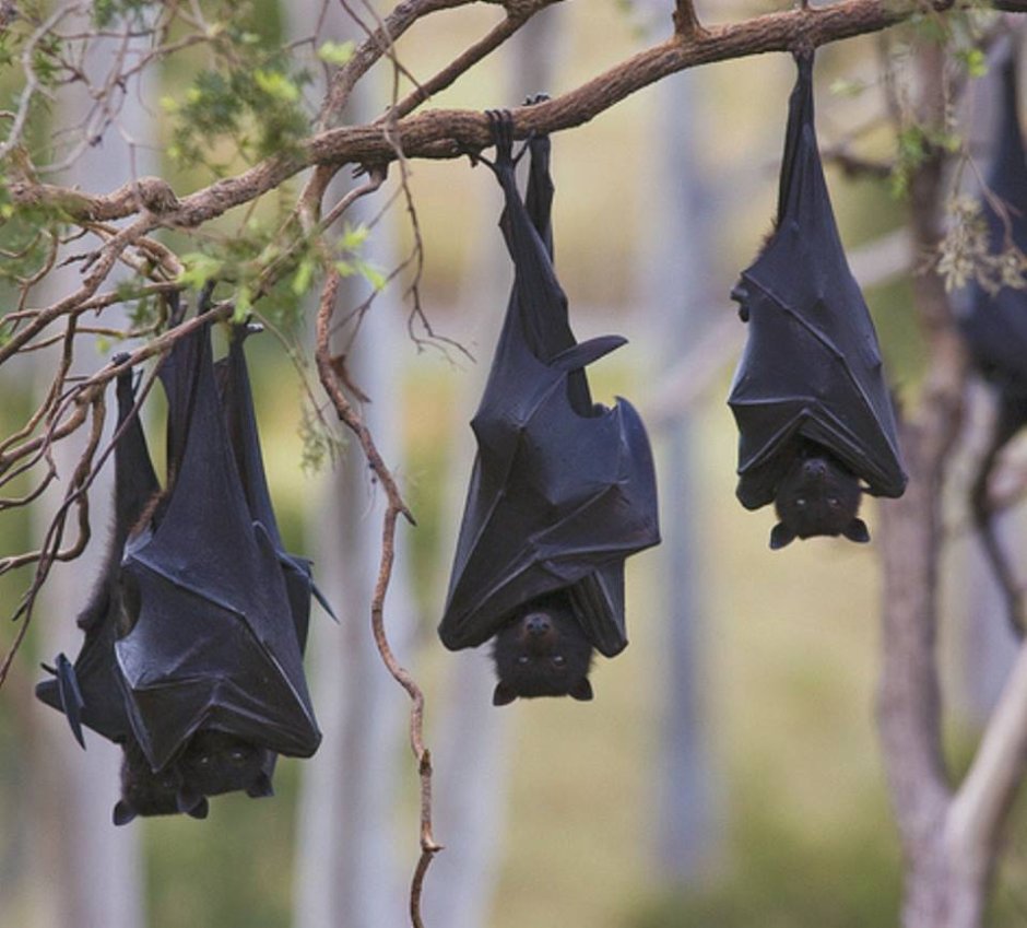 Caroline Flying Fox or the Pohnpei Fruit bat (Pteropus molossinus) фото