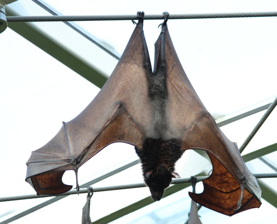 The only mammal that can Fly