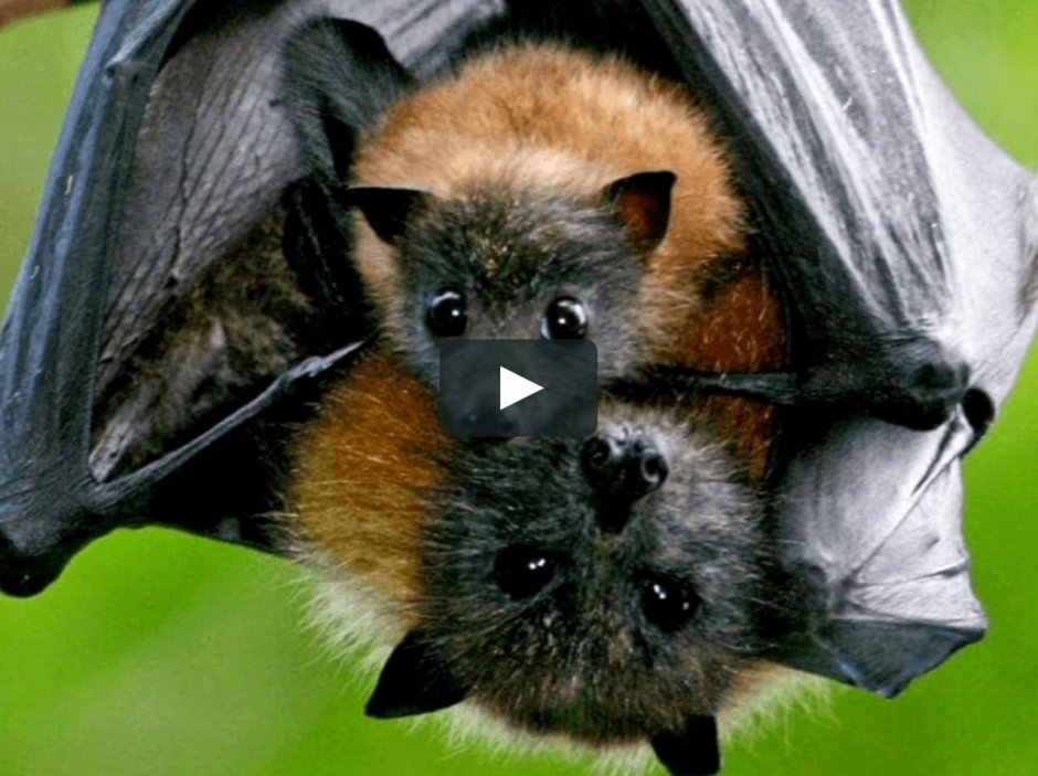 Flying Fox фото