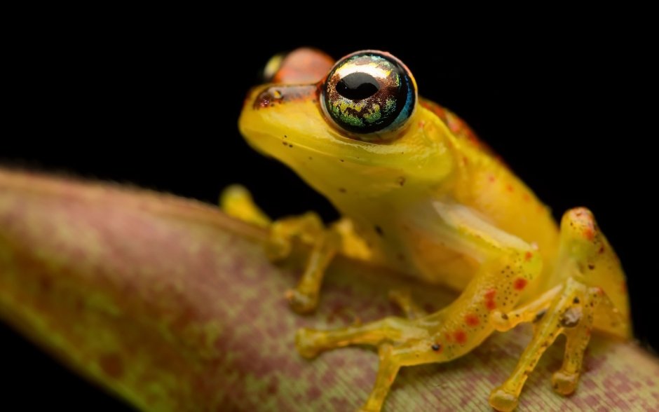 Boophis rappiodes
