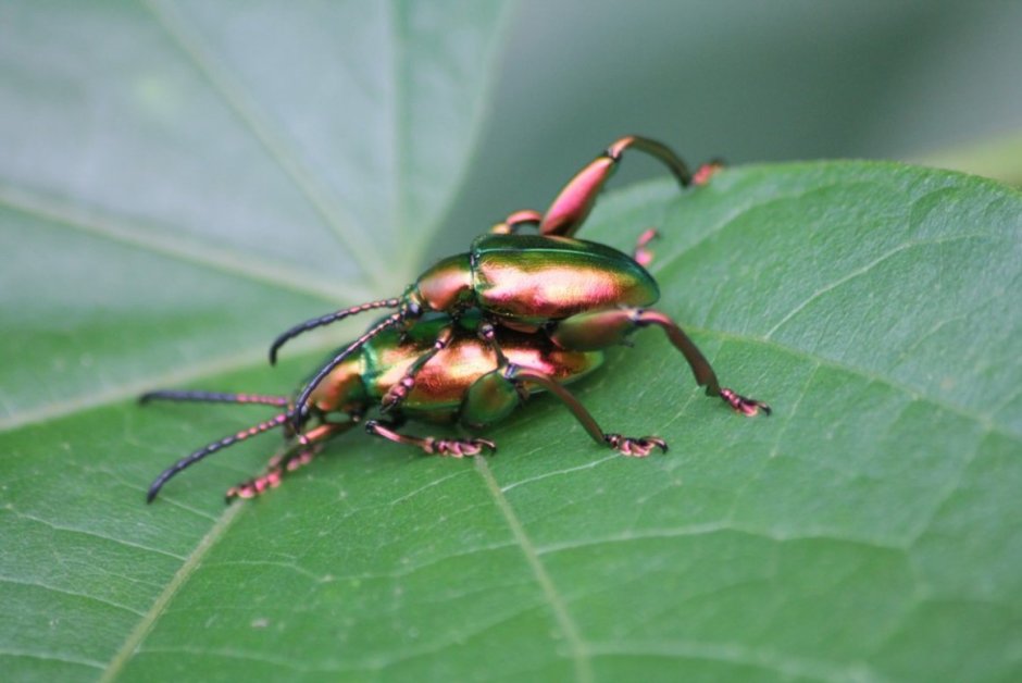 Anthonomus Grandis
