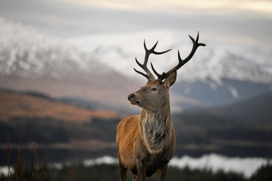 Марал Cervus elaphus