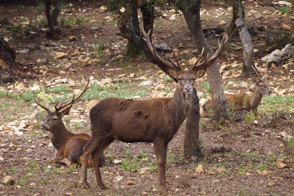 Deer Stag