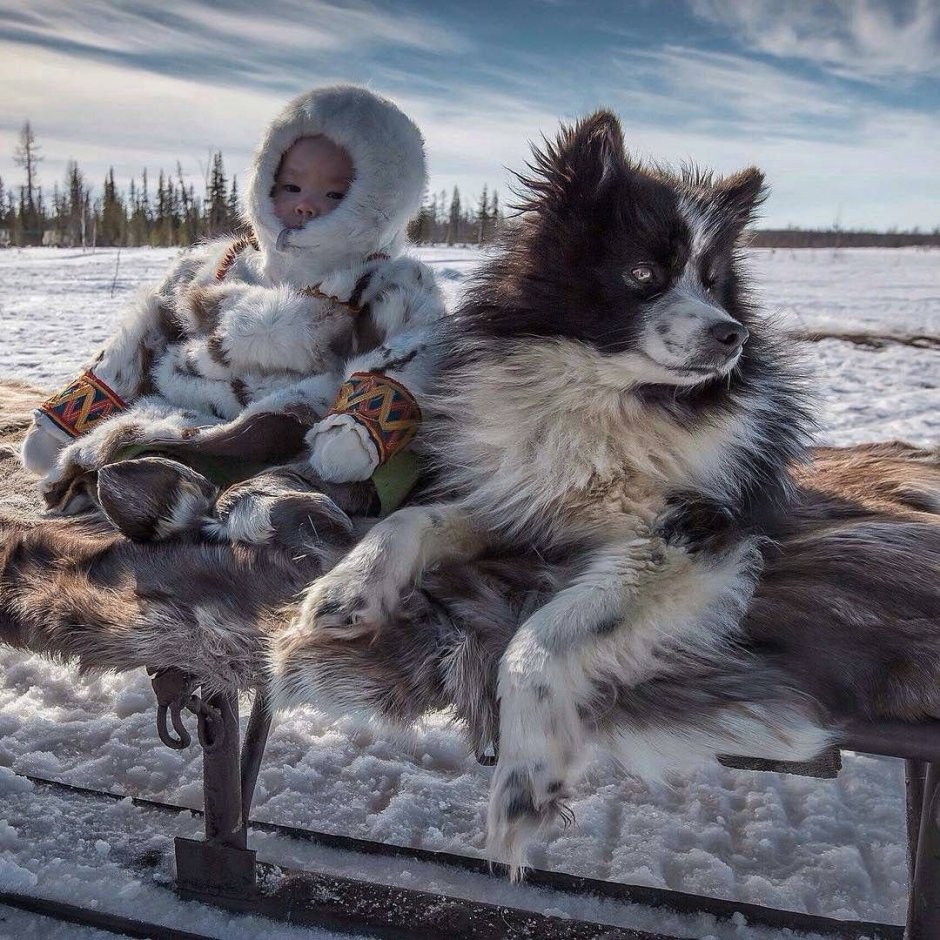 Ямальская лайка