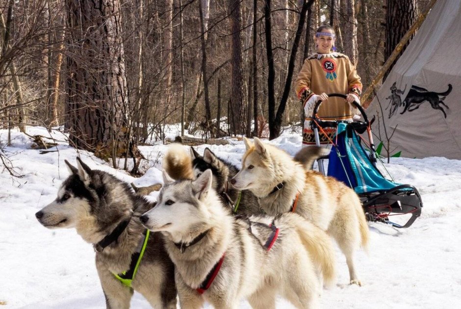 Деревня ездовых собак серебро севера