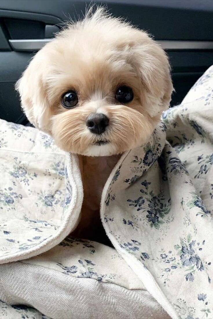 Чивини Туна