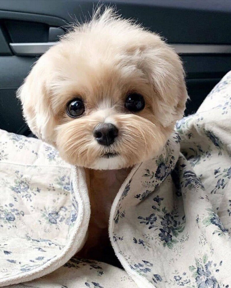 Тибетский самоед