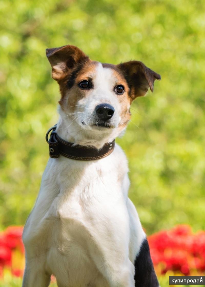 Карликовый пудель мальтипу