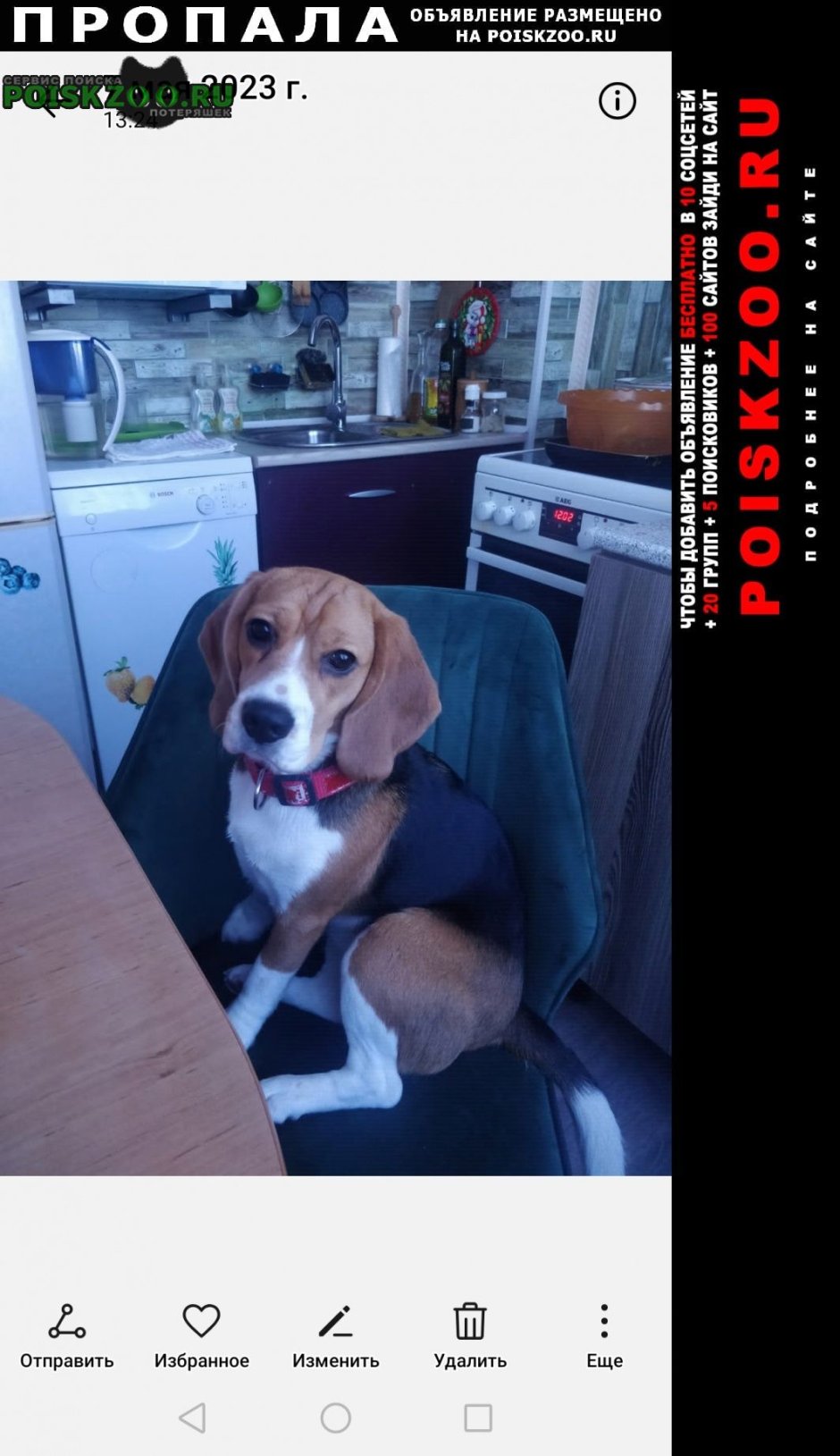 Вестипу порода собак