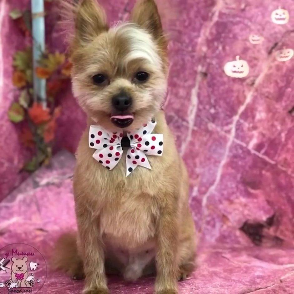 Пудель мальтипу рыжие