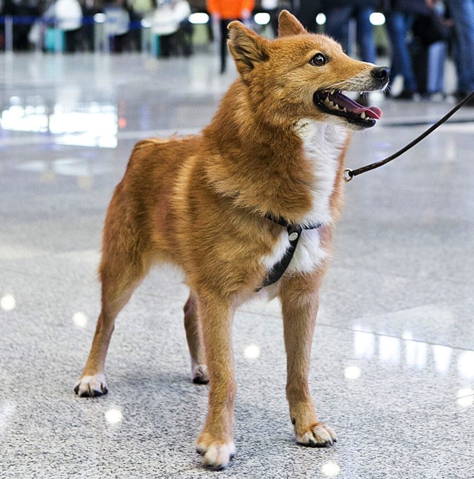 Маленькие комнатные собачки
