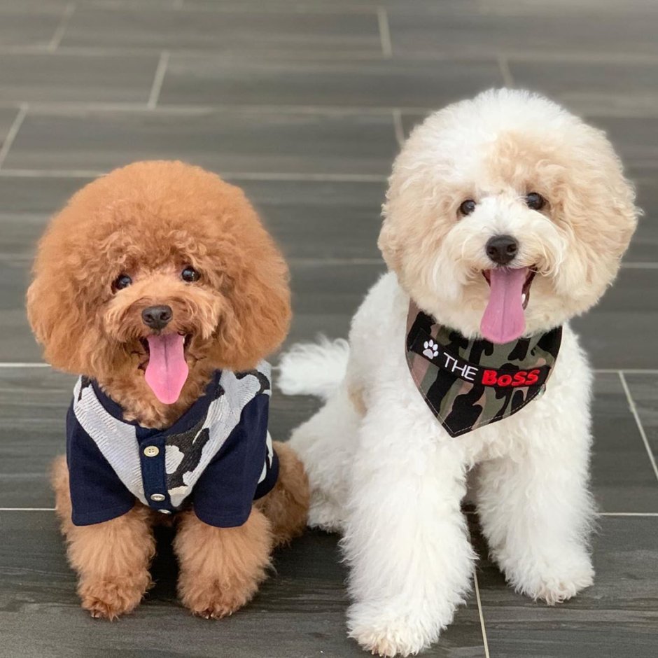 Карликовый пудель мальтипу