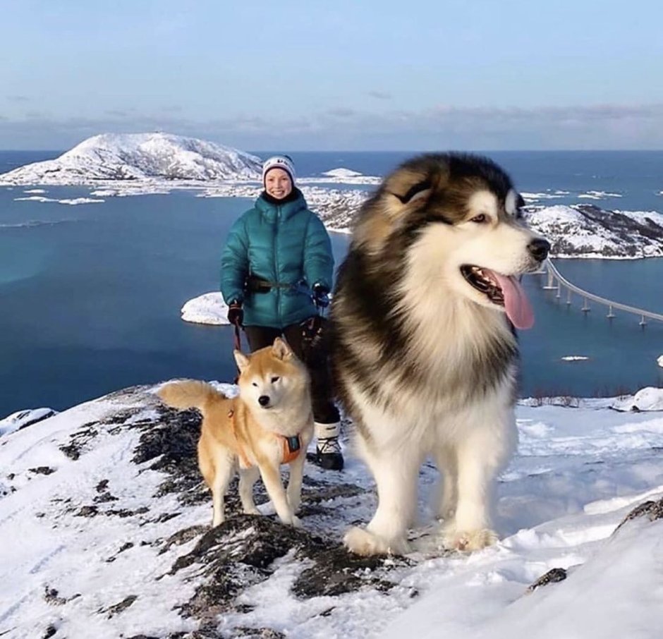 Охотничьи собаки разных пород