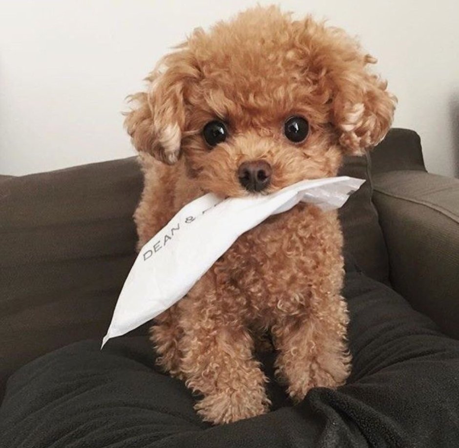 Милые щенки