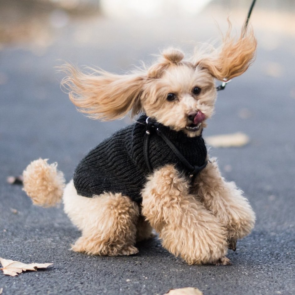 Маленькая белая собачка