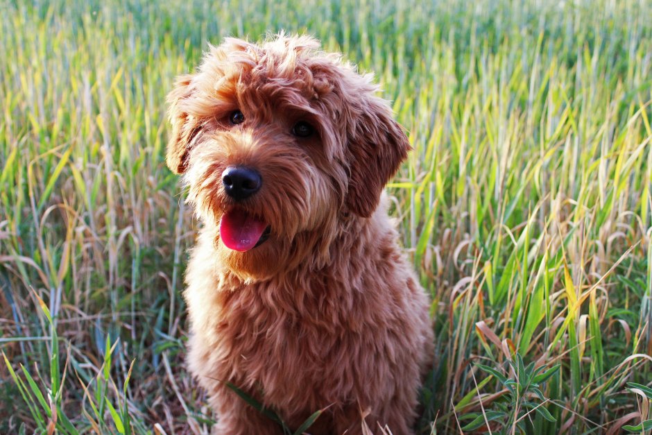 Золотистый ретривер и мальтипу
