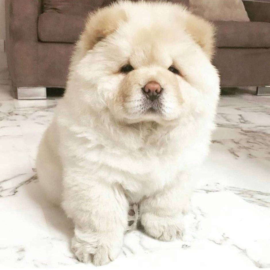 Бишон пудель рыжий