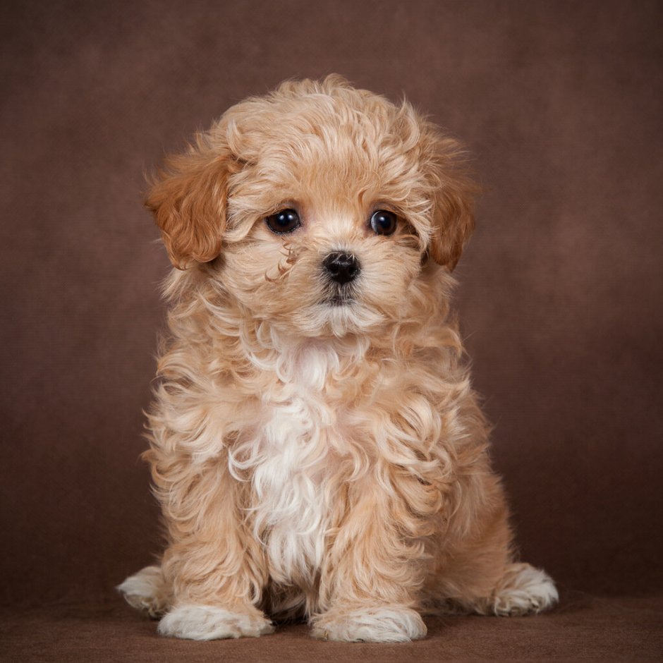 Болонка мальтипу