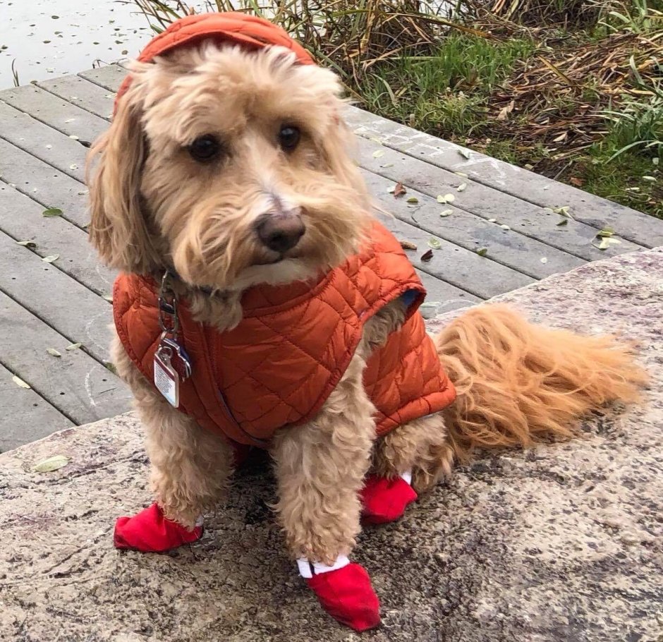 Шиба ину в шапочке