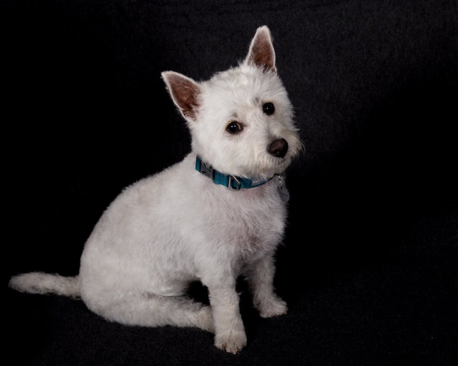 Порода собак Лапсо