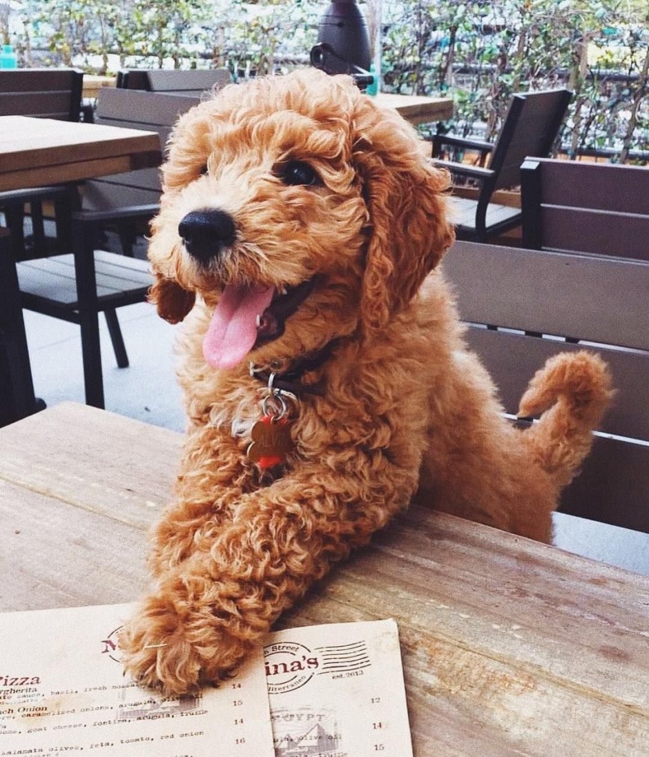 Европейская болонка