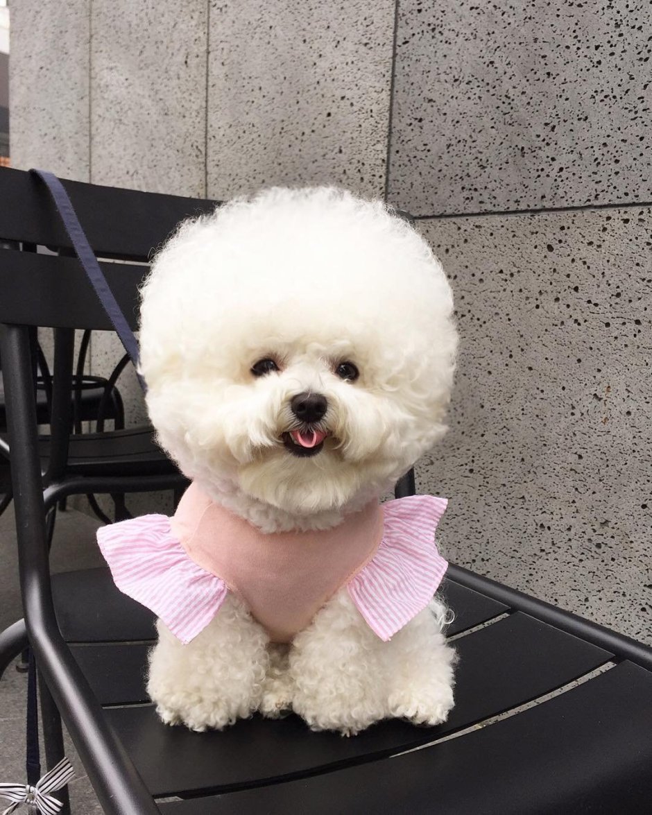 Рыжие собаки в моде