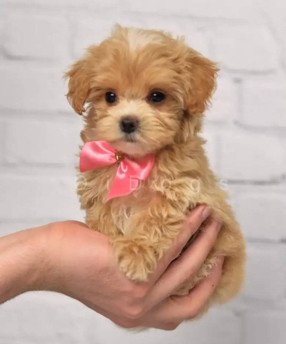 Той пудель Тедди Тикап