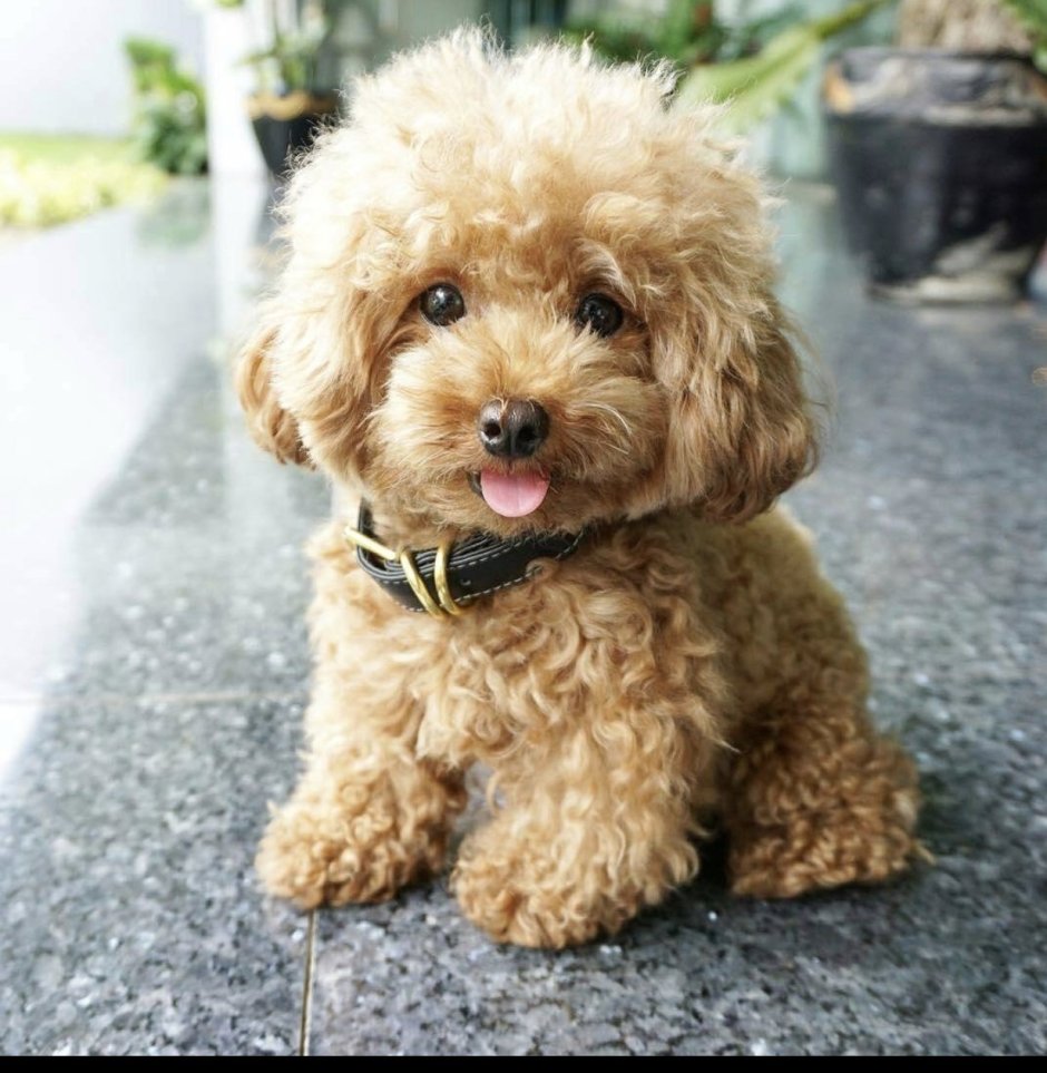 Вестипу Westiepoo