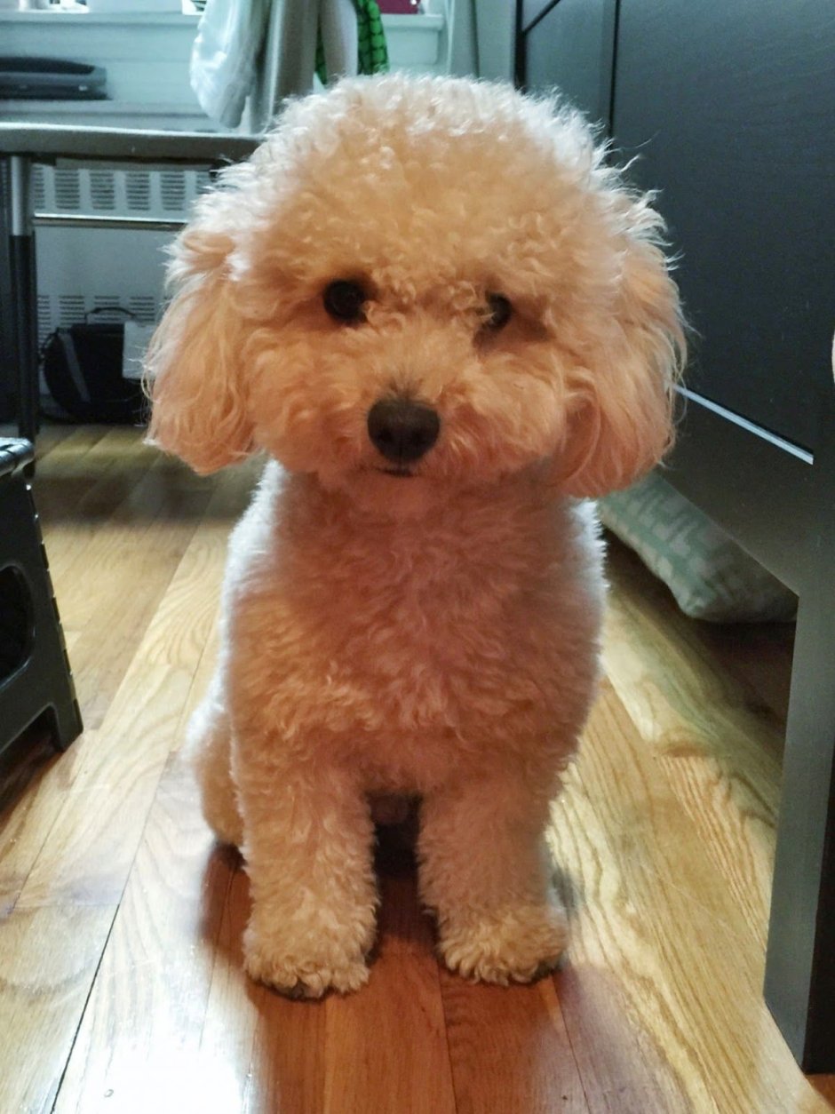 Титус албанский питбуль