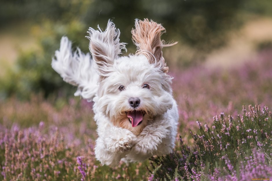 Пудель Бишон