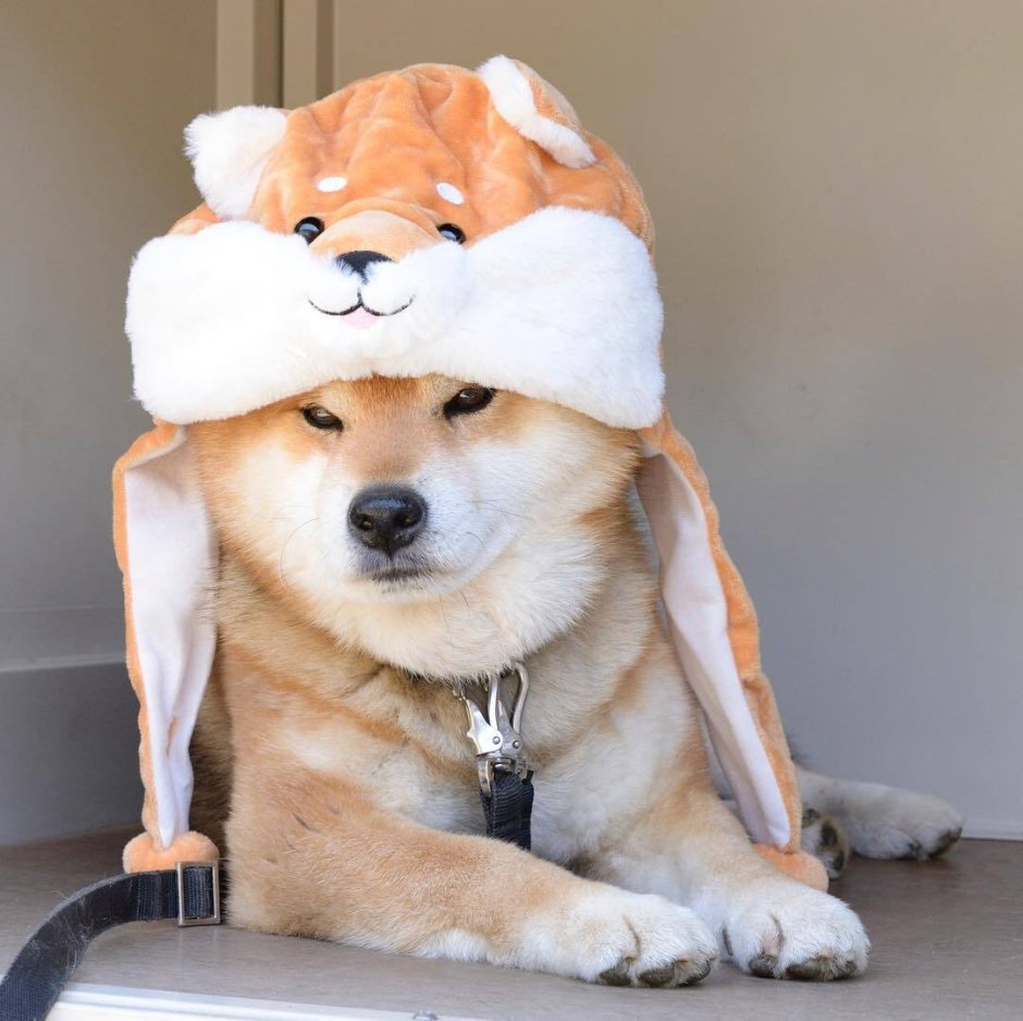 Толпа собак