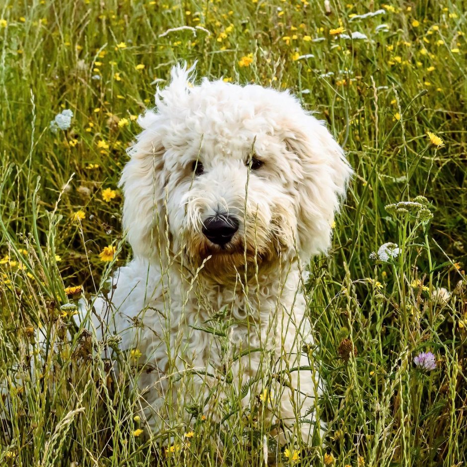 Чау чау пушистый