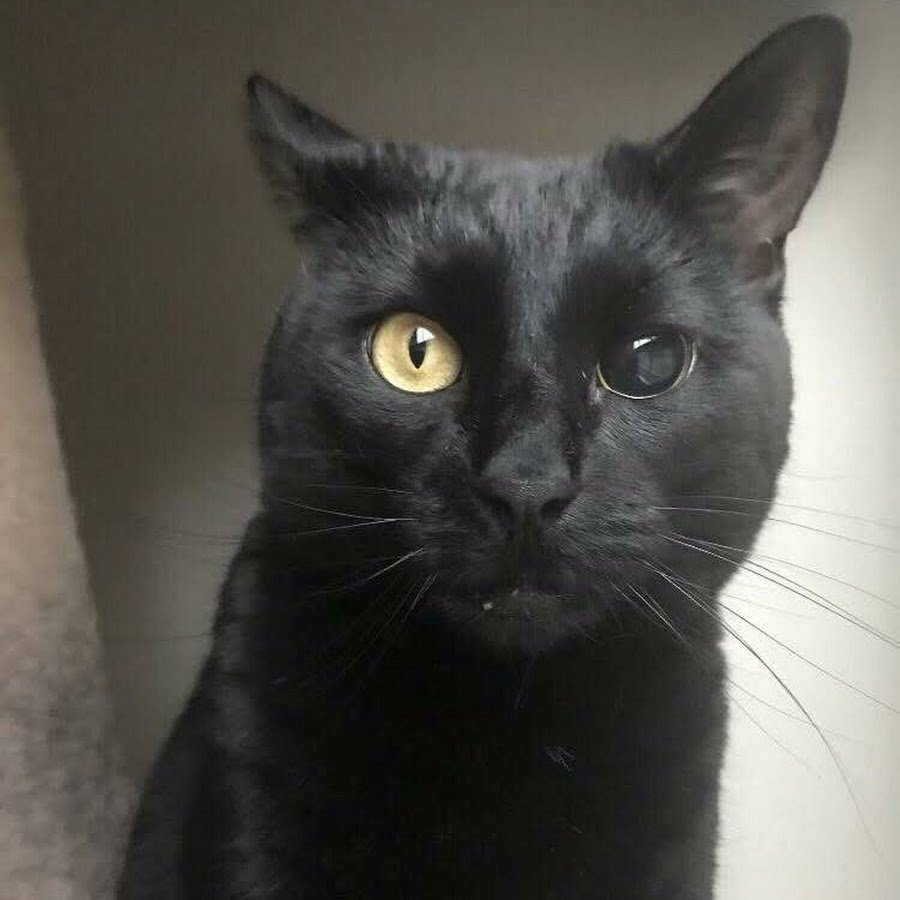 Человек с глазами кошки