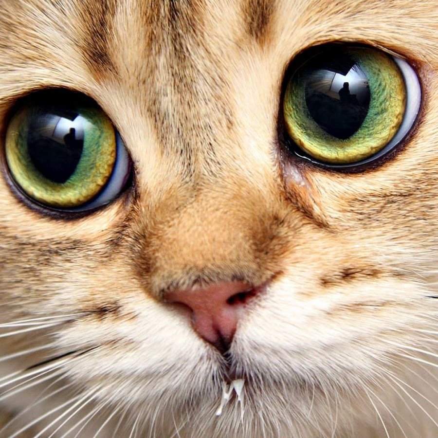 Кот с необычными глазами