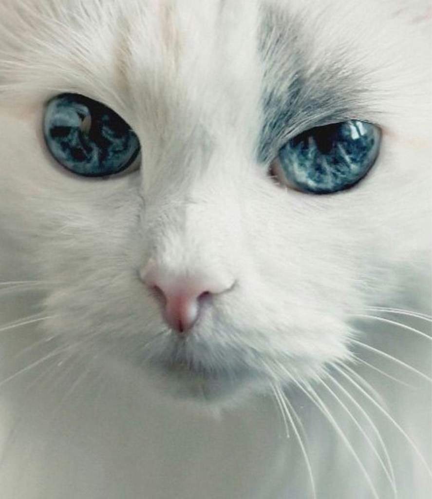 Миоз мидриаз анизокория