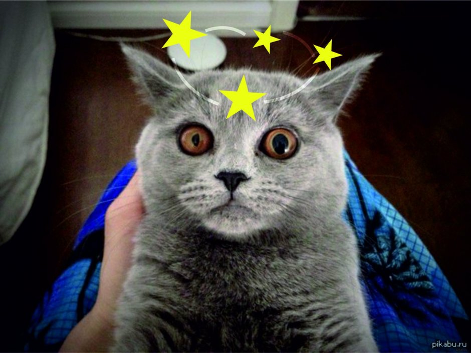 Анизокория кошек анизокория у кошек